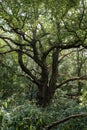 A spectacular looking tree found inside Hampstead heath park