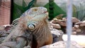 Spectacular male iguana posing calmy