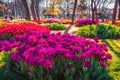 Spectacular morning scene of blooming violet tulip flowers in Gulhane Rosehouse park.