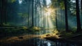 Spectacular morning sun light rays in the forest. Green forest during a beautiful summer warm day Royalty Free Stock Photo