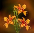 Spectacular one day lilies Royalty Free Stock Photo