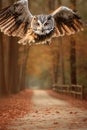 Spectacular Owl flying head-on in the forest with out-of-focus bokeh for the background of the photograph