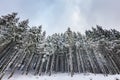 Spectacular panorama is opened on mountains, trees covered with white snow, lawn and blue sky with clouds.