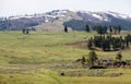 Spectacular panoramic views at Larmar Valley in Yellowstone National Park. Watch wildlife, Bison Buffalo, wolf, pronghorn.