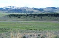 Spectacular panoramic views at Larmar Valley in Yellowstone National Park. Watch wildlife, Bison Buffalo, wolf, pronghorn. Royalty Free Stock Photo