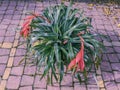Photo of blooming Billbergia dropping.