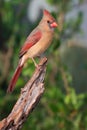 Spectacular photograph of female cardinal