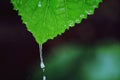 Raindrop falling from a leaf