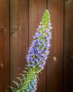 Spectacular plant Echium Candicans or Pride of Madeira. Royalty Free Stock Photo