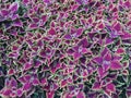Spectacular purple coleus plants Royalty Free Stock Photo
