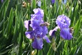 Spectacular purple iris in bloom in a garden Royalty Free Stock Photo