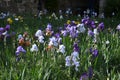 Spectacular purple iris in bloom in a garden Royalty Free Stock Photo