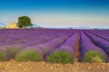 Spectacular purple lavender plantation and rural scenery, Valensole, Provence, France Royalty Free Stock Photo