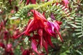 Spectacular red claw-like flowers of Clianthus Puniceus or glory pea.