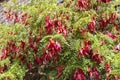 Spectacular red claw-like flowers of Clianthus Puniceus or glory pea.