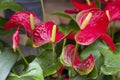 Spectacular red and yellow Anthurium
