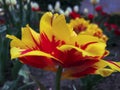 Spectacular red-yellow tulip flower in a garden bed with a blurred background Royalty Free Stock Photo