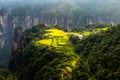 Spectacular rice field terraces in front of Laowuchang village, in Yuanjiajie area of Wulingyuan National Park, Zhangjiajie, China Royalty Free Stock Photo