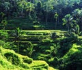 Spectacular rice fields. Coconut tropical forest. Landscape of sunny day with green rice terraces near Tegallalang village, Bali, Royalty Free Stock Photo