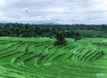 Spectacular rice fields. Coconut tropical forest. Landscape of sunny day with green rice terraces near Tegallalang village, Bali, Royalty Free Stock Photo