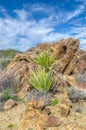 Spectacular Rock Formations at Joshua Tree