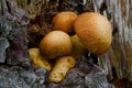 Spectacular rutsgill Gymnopilus junonius.