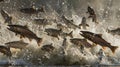 Spectacular salmon migration fish leap upstream in photorealistic wide angle with strobe light