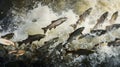 Spectacular salmon run photorealistic wide angle view of fish leaping upstream in spawning effort Royalty Free Stock Photo