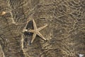 Spectacular sea star under the warm tropical sea water Royalty Free Stock Photo