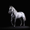 Spectacular Silver White Horse in Dramatic Studio Lighting