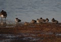 Swans, Ducks and Geese Migration in the Pristine Sounds of the Outer Banks of North Carolina