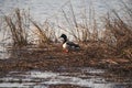 Swans, Ducks and Geese Migration in the Pristine Sounds of the Outer Banks of North Carolina