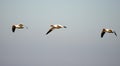 Swans, Ducks and Geese Migration in the Pristine Sounds of the Outer Banks of North Carolina