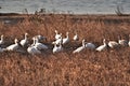 Swans, Ducks and Geese Migration in the Pristine Sounds of the Outer Banks of North Carolina