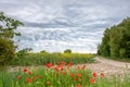 Spectacular sky with storm clouds and red poppies in the foreground Royalty Free Stock Photo