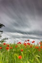 Spectacular sky with storm clouds and red poppies in the foreground Royalty Free Stock Photo