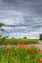 Spectacular sky with storm clouds and red poppies in the foreground Royalty Free Stock Photo