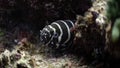 Spectacular Socorro: Curious Moray Eel