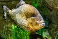 A spectacular specimen of the red-bellied piranha, this is one of the most famous fish due to its dangerousness. Royalty Free Stock Photo