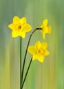 Spectacular spring Dafodils