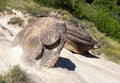 Growing Stones - Ulmet, Buzau County, Romania