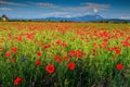 Spectacular summer landscape with red poppy field,Transylvania,Romania,Europe Royalty Free Stock Photo