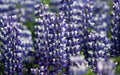 Spectacular Summer Lupines, Iceland Royalty Free Stock Photo