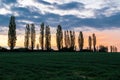 A spectacular sunrise with an amazing colored sky over the rolling hills in an Italian landscape with the Tuscan Poplar trees