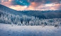 Spectacular sunrise in the mountains. Fresh snow covered slopes and fir trees in Carpathian mountains, Ukraine Royalty Free Stock Photo