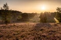 Spectacular sunrise with rays of sun over the blooming purple heather with thin layers of fog.