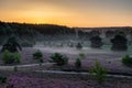 Spectacular sunrise with rays of sun over the blooming purple heather with thin layers of fog.