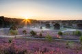 Spectacular sunrise with rays of sun over the blooming purple heather with thin layers of fog.