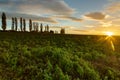 A spectacular sunrise with sunbeams over the rolling hills in an Italian landscape with the typical Tuscan Poplar trees. Royalty Free Stock Photo