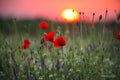 Sunset over a field of poppies and chamomile Royalty Free Stock Photo